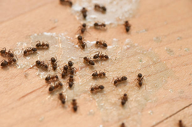Best Mosquito Control Services  in Otis Orchards East Farms, WA